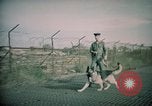 Image of sentry dogs Tan Son Nhut Air Force Base Vietnam, 1965, second 47 stock footage video 65675028504
