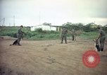 Image of sentry dog patrolling field Tan Son Nhut Air Force Base Vietnam, 1965, second 4 stock footage video 65675028506