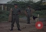 Image of sentry dog patrolling field Tan Son Nhut Air Force Base Vietnam, 1965, second 20 stock footage video 65675028506
