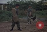 Image of sentry dog patrolling field Tan Son Nhut Air Force Base Vietnam, 1965, second 21 stock footage video 65675028506