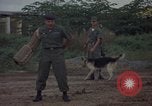 Image of sentry dog patrolling field Tan Son Nhut Air Force Base Vietnam, 1965, second 22 stock footage video 65675028506