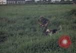 Image of sentry dog patrolling field Tan Son Nhut Air Force Base Vietnam, 1965, second 59 stock footage video 65675028506