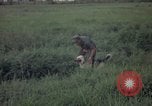 Image of sentry dog patrolling field Tan Son Nhut Air Force Base Vietnam, 1965, second 61 stock footage video 65675028506