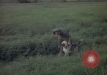 Image of sentry dog patrolling field Tan Son Nhut Air Force Base Vietnam, 1965, second 62 stock footage video 65675028506