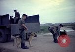 Image of sentry dogs Tan Son Nhut Air Force Base Vietnam, 1965, second 60 stock footage video 65675028507