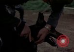 Standbild sentry Dog Training Tan Son Nhut Air Force Base Vietnam, 1965, aus Sekunde 24 historischem Filmmaterial Videoclip 65675028509