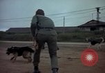 Standbild sentry Dog Training Tan Son Nhut Air Force Base Vietnam, 1965, aus Sekunde 41 historischem Filmmaterial Videoclip 65675028509