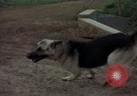Standbild sentry Dog Training Tan Son Nhut Air Force Base Vietnam, 1965, aus Sekunde 56 historischem Filmmaterial Videoclip 65675028509