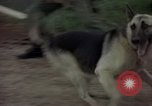 Standbild sentry Dog Training Tan Son Nhut Air Force Base Vietnam, 1965, aus Sekunde 57 historischem Filmmaterial Videoclip 65675028509
