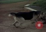 Standbild sentry Dog Training Tan Son Nhut Air Force Base Vietnam, 1965, aus Sekunde 59 historischem Filmmaterial Videoclip 65675028509