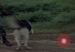 Standbild sentry Dog Training Tan Son Nhut Air Force Base Vietnam, 1965, aus Sekunde 60 historischem Filmmaterial Videoclip 65675028509