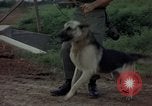 Standbild sentry Dog Training Tan Son Nhut Air Force Base Vietnam, 1965, aus Sekunde 62 historischem Filmmaterial Videoclip 65675028509