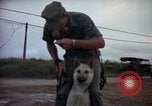 Standbild sentry Hunde Tan Son Nhut Air Force Base Vietnam, 1965, aus Sekunde 4 historischem Filmmaterial Videoclip 65675028510