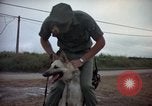 Standbild sentry Hunde Tan Son Nhut Air Force Base Vietnam, 1965, aus Sekunde 12 historischem Filmmaterial Videoclip 65675028510