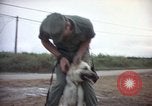 Standbild sentry Hunde Tan Son Nhut Air Force Base Vietnam, 1965, aus Sekunde 18 historischem Filmmaterial Videoclip 65675028510