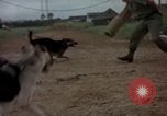 Standbild sentry Hunde Tan Son Nhut Air Force Base Vietnam, 1965, aus Sekunde 20 historischem Filmmaterial Videoclip 65675028510