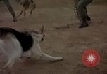 Standbild sentry Hunde Tan Son Nhut Air Force Base Vietnam, 1965, aus Sekunde 21 historischem Filmmaterial Videoclip 65675028510