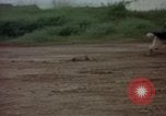 Standbild sentry Hunde Tan Son Nhut Air Force Base Vietnam, 1965, aus Sekunde 24 historischem Filmmaterial Videoclip 65675028510