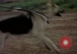 Standbild sentry Hunde Tan Son Nhut Air Force Base Vietnam, 1965, aus Sekunde 25 historischem Filmmaterial Videoclip 65675028510