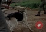 Standbild sentry Hunde Tan Son Nhut Air Force Base Vietnam, 1965, aus Sekunde 27 historischem Filmmaterial Videoclip 65675028510