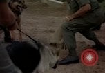 Standbild sentry Hunde Tan Son Nhut Air Force Base Vietnam, 1965, aus Sekunde 37 historischem Filmmaterial Videoclip 65675028510