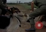 Standbild sentry Hunde Tan Son Nhut Air Force Base Vietnam, 1965, aus Sekunde 38 historischem Filmmaterial Videoclip 65675028510