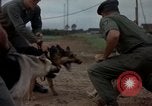 Standbild sentry Hunde Tan Son Nhut Air Force Base Vietnam, 1965, aus Sekunde 42 historischem Filmmaterial Videoclip 65675028510