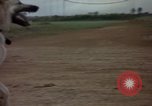 Standbild sentry Hunde Tan Son Nhut Air Force Base Vietnam, 1965, aus Sekunde 47 historischem Filmmaterial Videoclip 65675028510