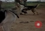 Standbild sentry Hunde Tan Son Nhut Air Force Base Vietnam, 1965, aus Sekunde 48 historischem Filmmaterial Videoclip 65675028510