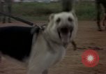 Standbild sentry Hunde Tan Son Nhut Air Force Base Vietnam, 1965, aus Sekunde 49 historischem Filmmaterial Videoclip 65675028510