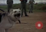 Standbild sentry Hunde Tan Son Nhut Air Force Base Vietnam, 1965, aus Sekunde 50 historischem Filmmaterial Videoclip 65675028510