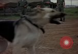 Standbild sentry Hunde Tan Son Nhut Air Force Base Vietnam, 1965, aus Sekunde 52 historischem Filmmaterial Videoclip 65675028510