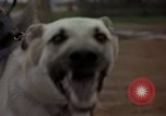 Standbild sentry Hunde Tan Son Nhut Air Force Base Vietnam, 1965, aus Sekunde 54 historischem Filmmaterial Videoclip 65675028510