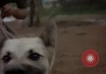 Standbild sentry Hunde Tan Son Nhut Air Force Base Vietnam, 1965, aus Sekunde 55 historischem Filmmaterial Videoclip 65675028510