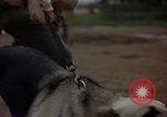 Standbild sentry Hunde Tan Son Nhut Air Force Base Vietnam, 1965, aus Sekunde 57 historischem Filmmaterial Videoclip 65675028510