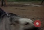 Standbild sentry Hunde Tan Son Nhut Air Force Base Vietnam, 1965, aus Sekunde 58 historischem Filmmaterial Videoclip 65675028510