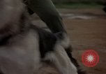 Standbild sentry Hunde Tan Son Nhut Air Force Base Vietnam, 1965, aus Sekunde 60 historischem Filmmaterial Videoclip 65675028510