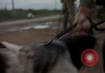 Standbild sentry Hunde Tan Son Nhut Air Force Base Vietnam, 1965, aus Sekunde 61 historischem Filmmaterial Videoclip 65675028510