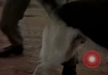 Standbild sentry Hunde Tan Son Nhut Air Force Base Vietnam, 1965, aus Sekunde 62 historischem Filmmaterial Videoclip 65675028510