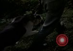 Image of sentry dogs Tan Son Nhut Air Force Base Vietnam, 1965, second 17 stock footage video 65675028511