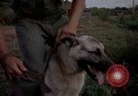 Image of sentry dogs Tan Son Nhut Air Force Base Vietnam, 1965, second 25 stock footage video 65675028511