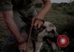 Image of sentry dogs Tan Son Nhut Air Force Base Vietnam, 1965, second 26 stock footage video 65675028511