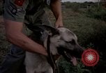 Image of sentry dogs Tan Son Nhut Air Force Base Vietnam, 1965, second 27 stock footage video 65675028511
