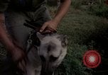 Image of sentry dogs Tan Son Nhut Air Force Base Vietnam, 1965, second 28 stock footage video 65675028511