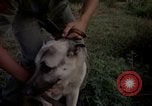 Image of sentry dogs Tan Son Nhut Air Force Base Vietnam, 1965, second 29 stock footage video 65675028511