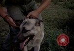 Image of sentry dogs Tan Son Nhut Air Force Base Vietnam, 1965, second 30 stock footage video 65675028511