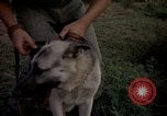 Image of sentry dogs Tan Son Nhut Air Force Base Vietnam, 1965, second 31 stock footage video 65675028511