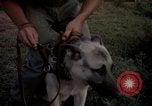 Image of sentry dogs Tan Son Nhut Air Force Base Vietnam, 1965, second 32 stock footage video 65675028511