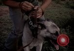 Image of sentry dogs Tan Son Nhut Air Force Base Vietnam, 1965, second 33 stock footage video 65675028511