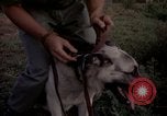 Image of sentry dogs Tan Son Nhut Air Force Base Vietnam, 1965, second 34 stock footage video 65675028511